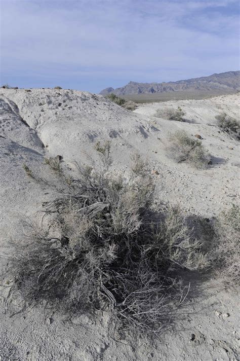 Free picture: desert, vegetation, plants, sand