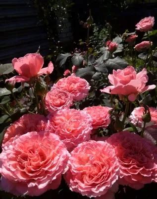 Роза лоран каброль фото - 76 картинок