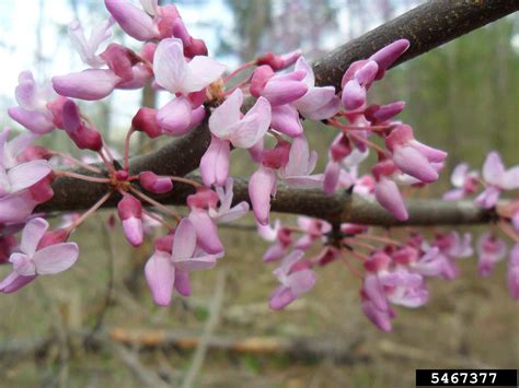 Arkansas Tree Database - Redbud, Eastern Redbud