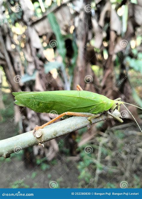 what animal eats a grasshopper 10