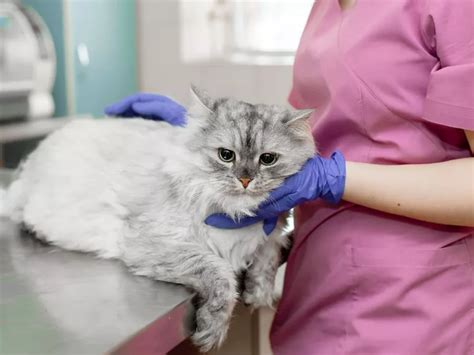 Derrame Pleural Em Gatos Causas Diagnóstico E Tratamento