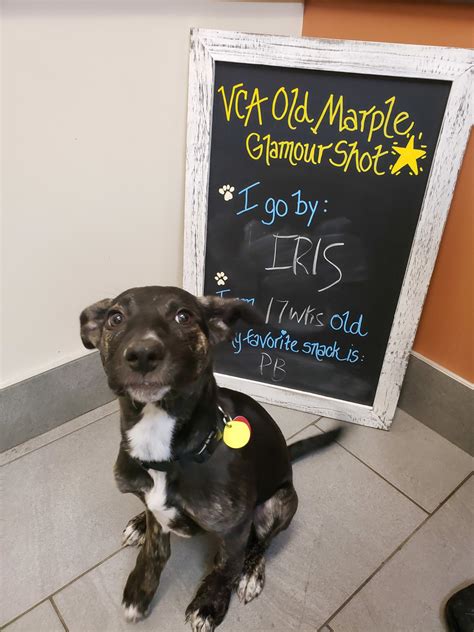 marple animal hospital 5