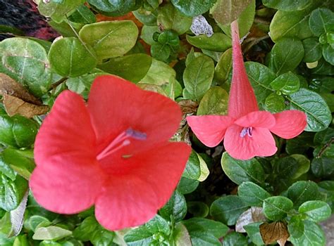 grow barleria repens earthone