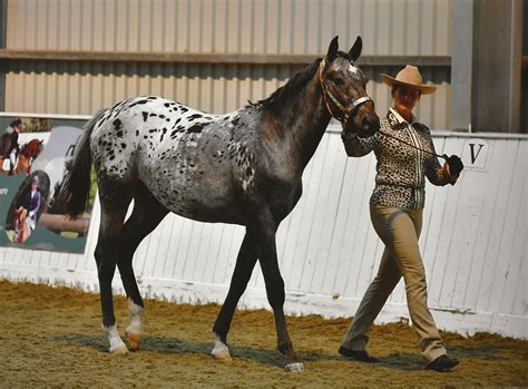 The Appaloosa Horse Club Uk National Show 2018 Red Heart Appaloosas
