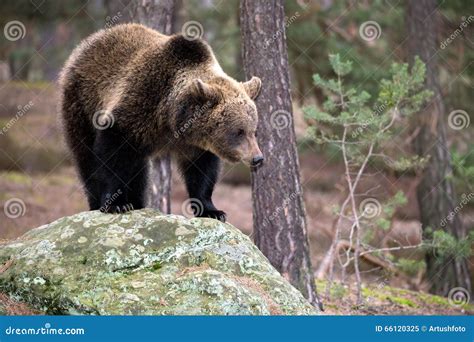 Brown Bear Ursus Arctos In Winter Forest Stock Image Image Of