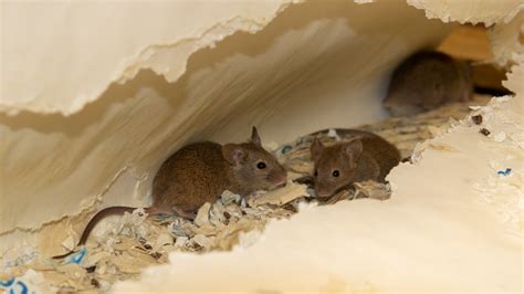 how to find mouse nest in house