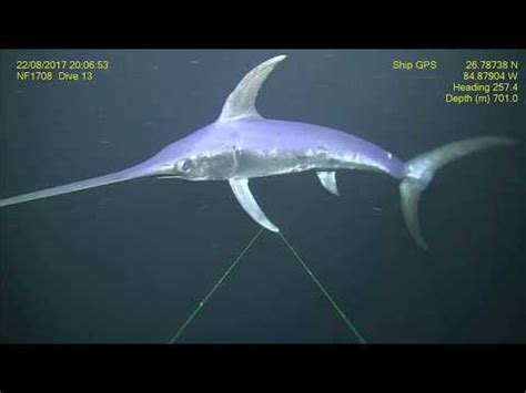 What Does Swordfish Taste Like? | Tastiest Fish - Beezzly