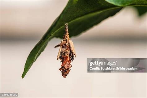 case moth stock  high res pictures  images getty images