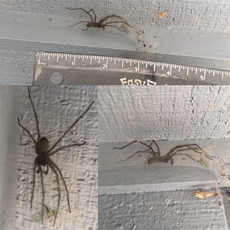 giant house spider 4