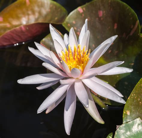 Nymphaea 'Arc-en-ciel' Winter Hardy Water Lily