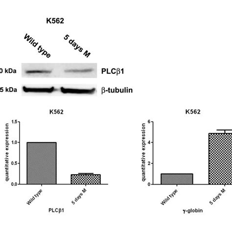 Plc1 Expression Decreases During Erythroid Mth Induction Of Human K562 Download Scientific