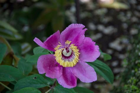 Ligeramente Desenfocados JardÍn BotÁnico Biblioteca De Primavera