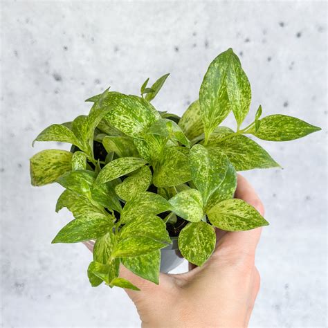 Aeschynanthus Micranthus 'Variegata' - Dwarf Variegated Lipstick Plant