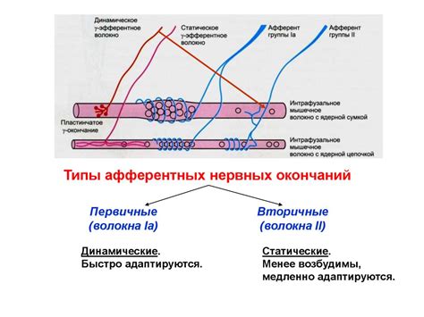 МЫШЕЧНЫЙ_ТОНУС - презентация онлайн