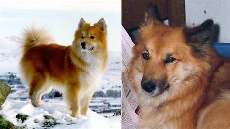 razze cani iceland sheepdog