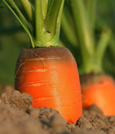 Микроудобрение нового поколения - Наноплант