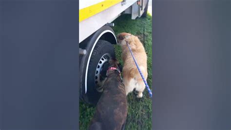 Sniffing a truck #dog #cute #shorts - YouTube