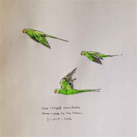parakeet drawing