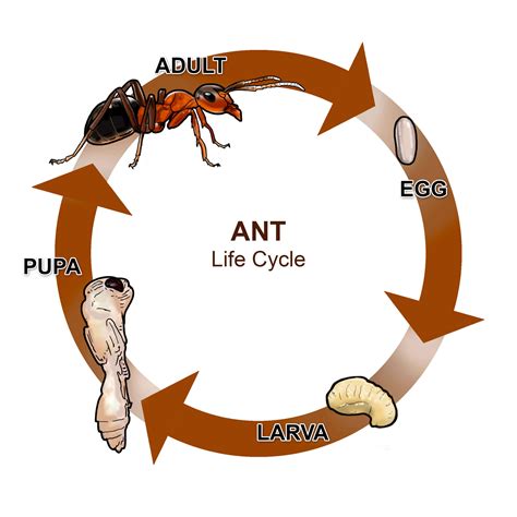What Do Ants Like at Carrie Hernandez blog