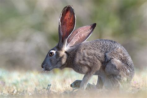 Jackrabbit California Sean Crane Photography