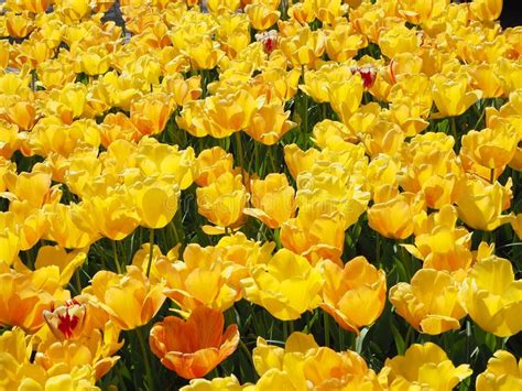 garden  yellow tulips stock photo image  green