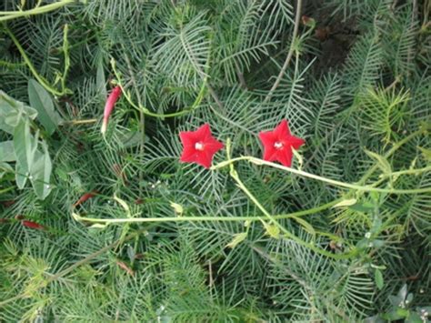 Квамоклит (Quamoclit), квамоклит перистый, «кипарисная лиана ...