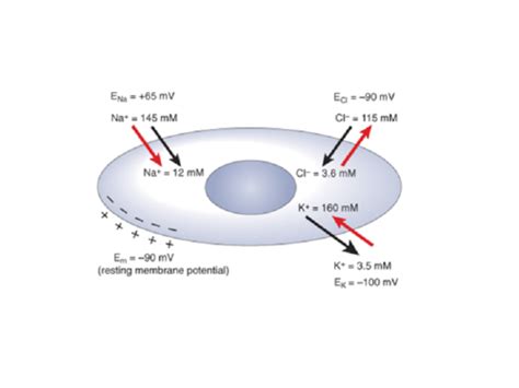 Ionic Equilibria And Resting Membrane Potential Flashcards Quizlet