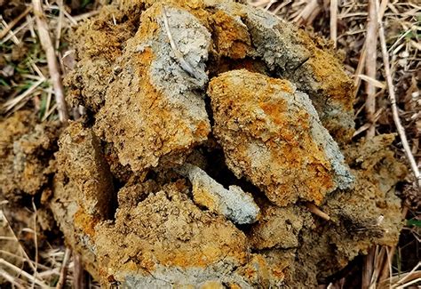 soil survey qdma mottling national deer association