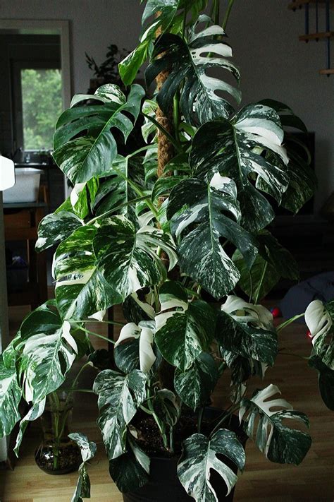 Monstera Deliciosa Arredare Con Le Piante Da Appartamento