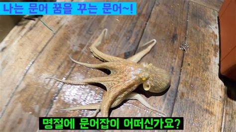 돌문어 촬영현장 나는 문어 꿈을 꾸는 문어어 구독 좋아요 YouTube