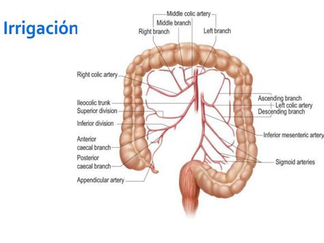 PPT - Sistema digestivo PowerPoint Presentation, free download - ID:1886778