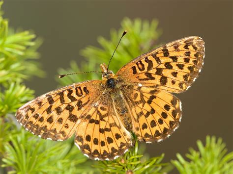 Global warming could be physically altering butterflies in Greenland