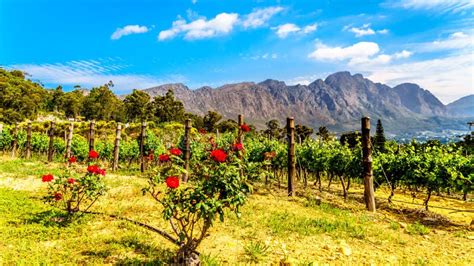 Vineyards Of The Cape Winelands In The Franschhoek Valley In The