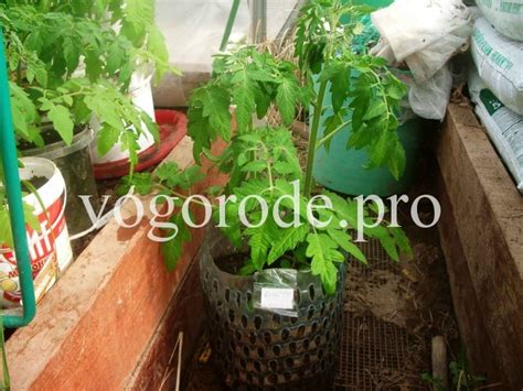 Ранний урожай помидоров Подмосковья