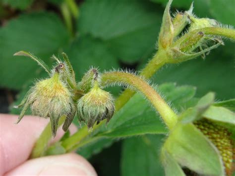 Долгоносик на клубнике • чем обработать клубнику от вредителей