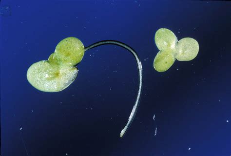 Lemna Minor Araceae