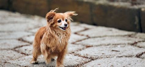 how to groom a long haired chihuahua