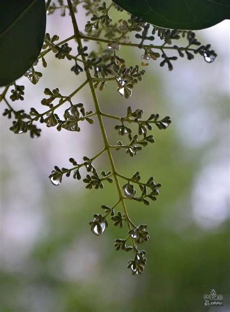 雨季不再來 冰心在玉壺 每日頭條