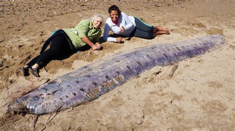 Photos 17 Foot Oarfish Found Floating Off Catalina Island Kabc7