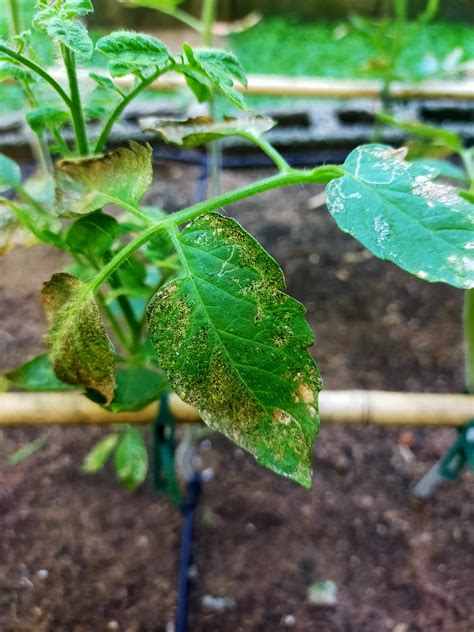 All my tomato plant varieties (beefsteak, yellow pear cherry and red