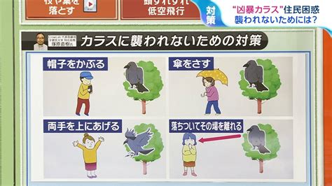 カラスから身を守るには“バンザイ”？ 繁殖期でこの時期“凶暴化”するカラスの生態を専門家に聞く【ひるおび】 Tbs News Dig 2ページ