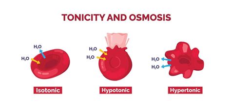 Hipotonico Hipertonico Isotonico - tonicidad como ósmosis de sangre células. diagrama de hipertónico ...