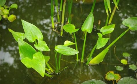 Aquatic Plants: A Comprehensive Guide