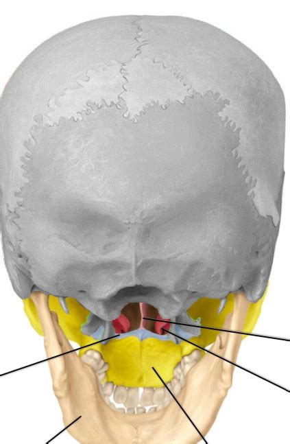 skull viscerocranium diagram quizlet