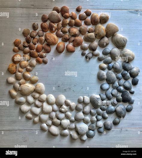 decorating  shells  res stock photography  images alamy