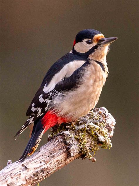 Pic épeiche Dendrocopos major guillaume NIONCEL Flickr