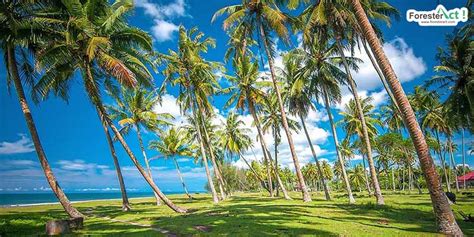 gambar pohon kelapa  pantai