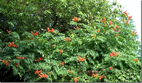 Trumpet Vine Or Trumpet Creeper How To Identify This Poisonous Plant