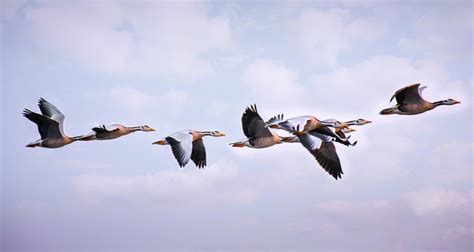 Полет птицы - фото и картинки: 57 штук