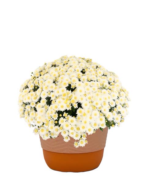Better Homes & Gardens 1.5G White Mum Live Plant in Decorative Pot
